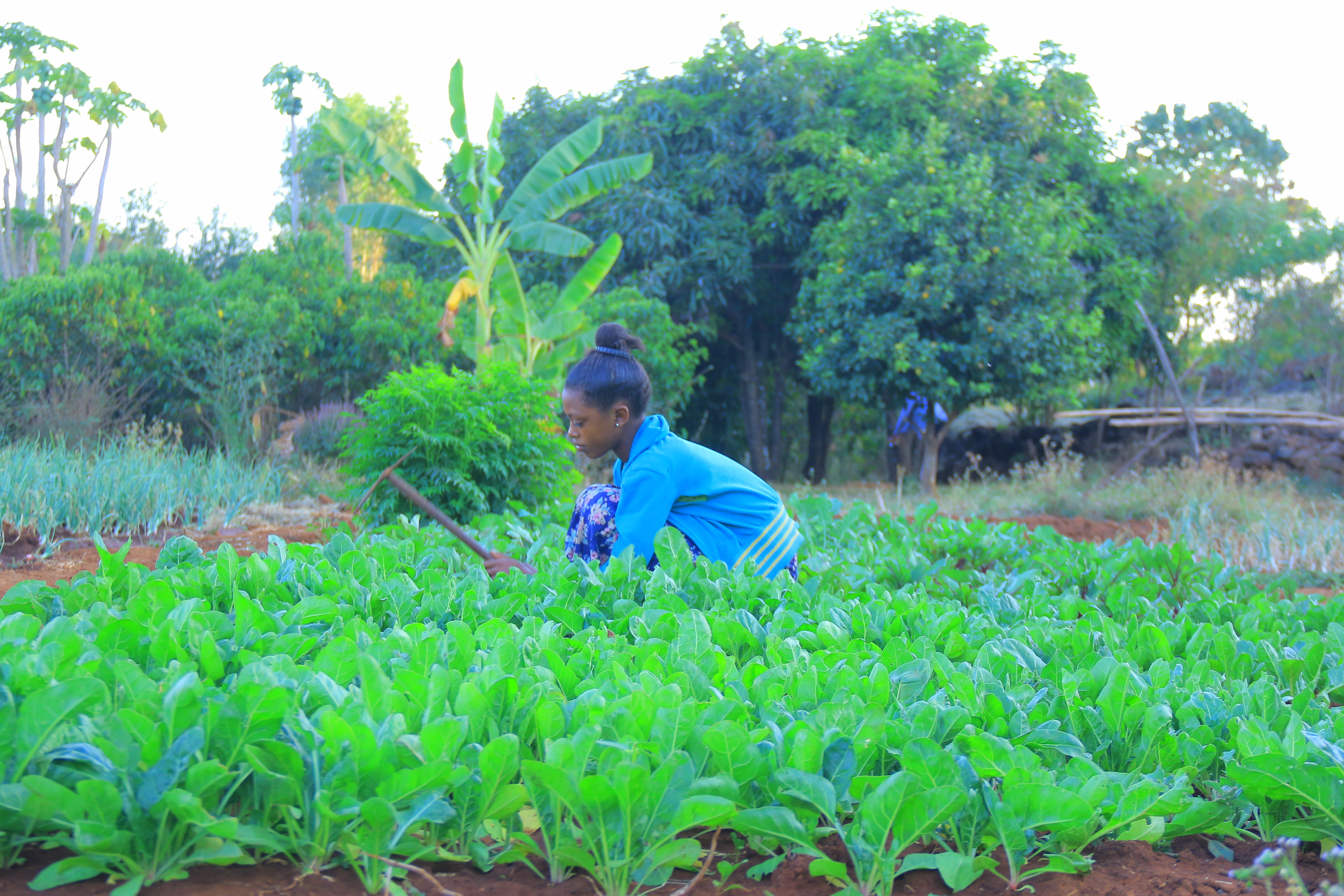 Eine äthiopische Frau bei der landwirtschaftlichen Arbeit in Zeghie (Quelle: Kindernothilfe-Partner)