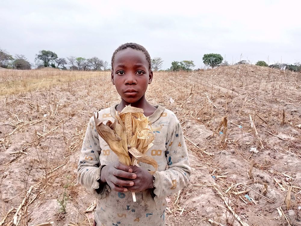Verdorrte Ernten verstärken die Armut der Familien und den Hunger der Kinder (Foto: Kindernothilfepartner) Verdorrte Ernten verstärken die Armut der Familien und den Hunger der Kinder (Foto: Kindernothilfepartner)