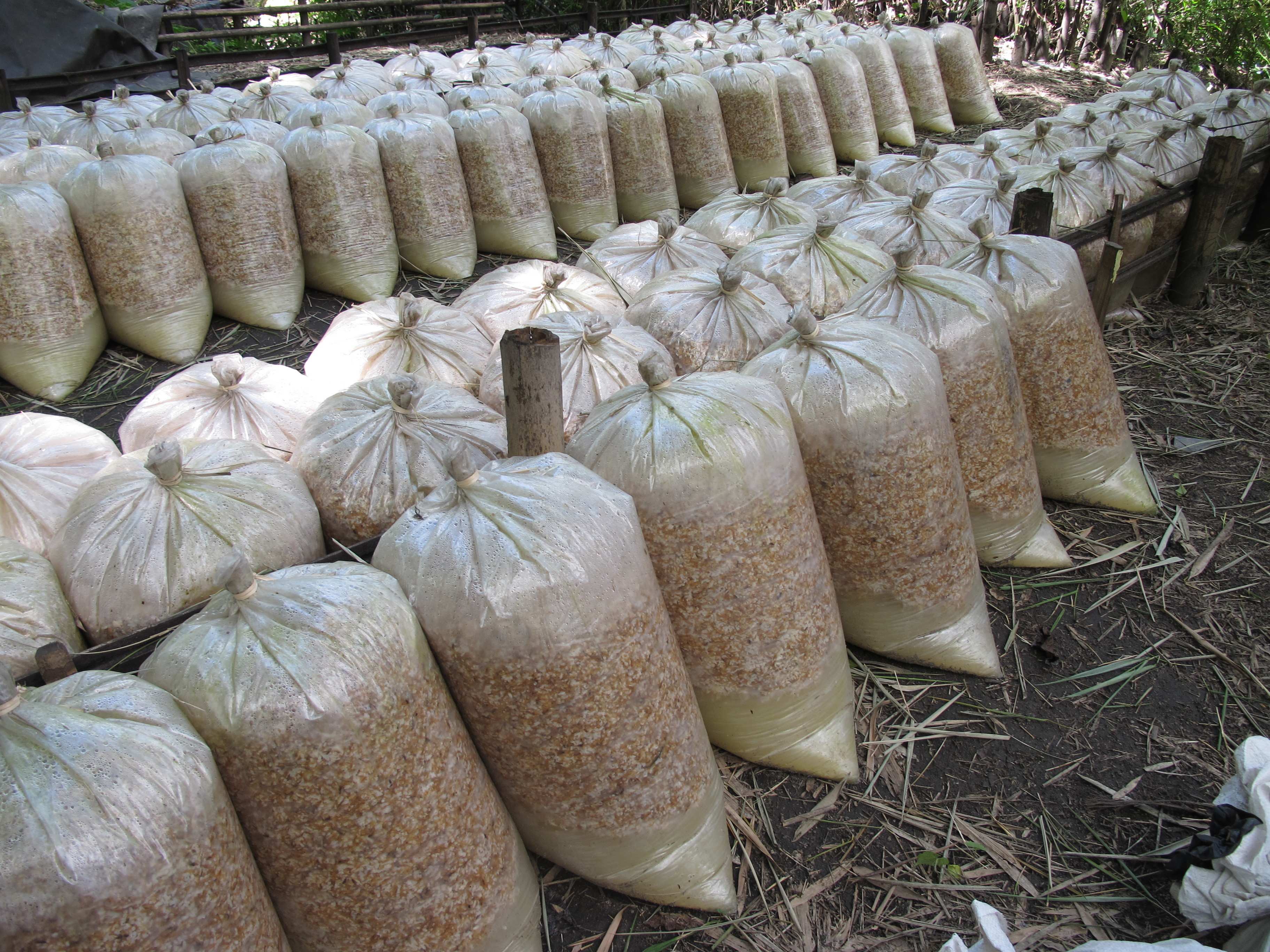 Wetterbeständiges Saatgut in Säcken