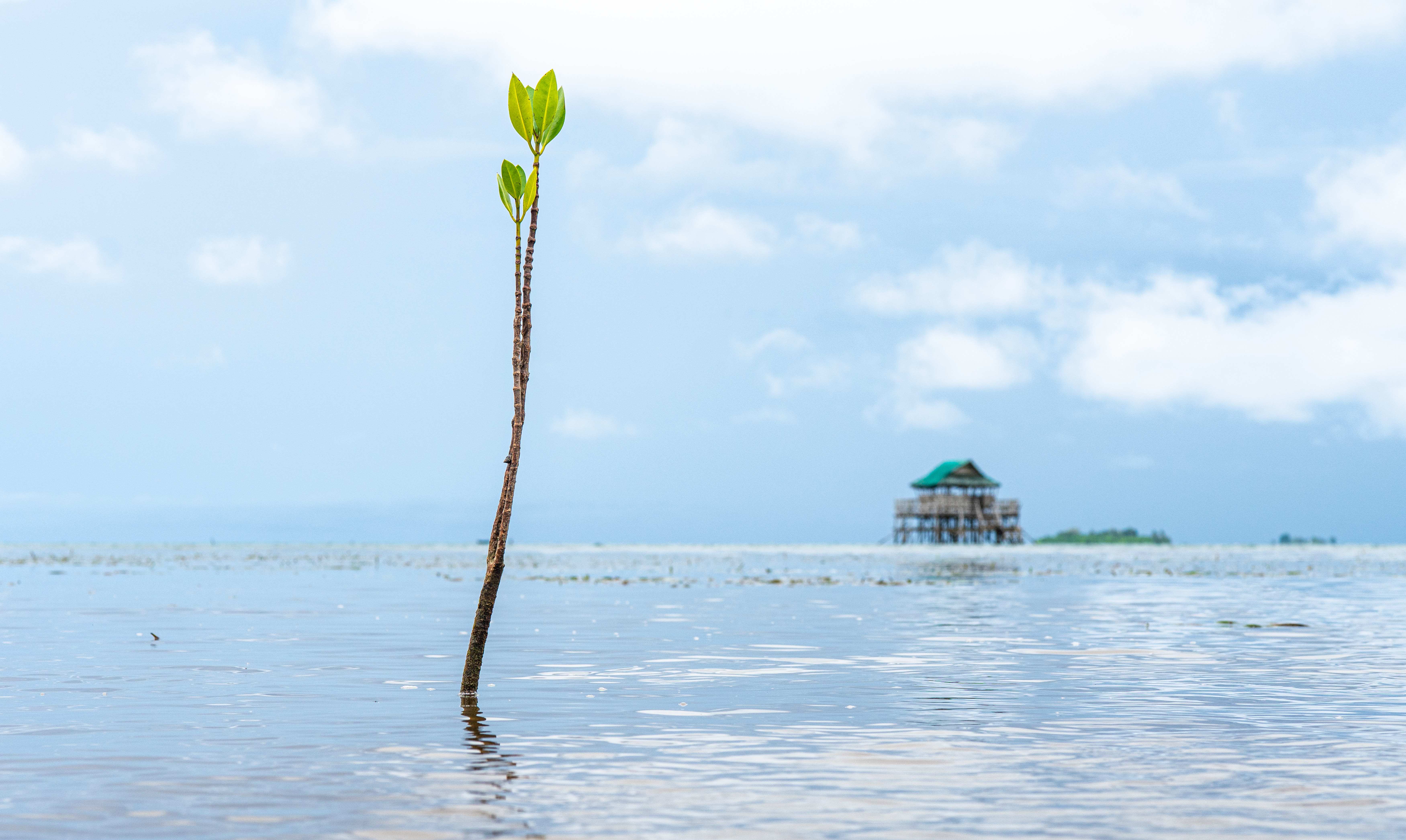 Detailaufnahme einer jungen Mangrovenpflanze im Wasser (Quelle: Jakob Studnar)