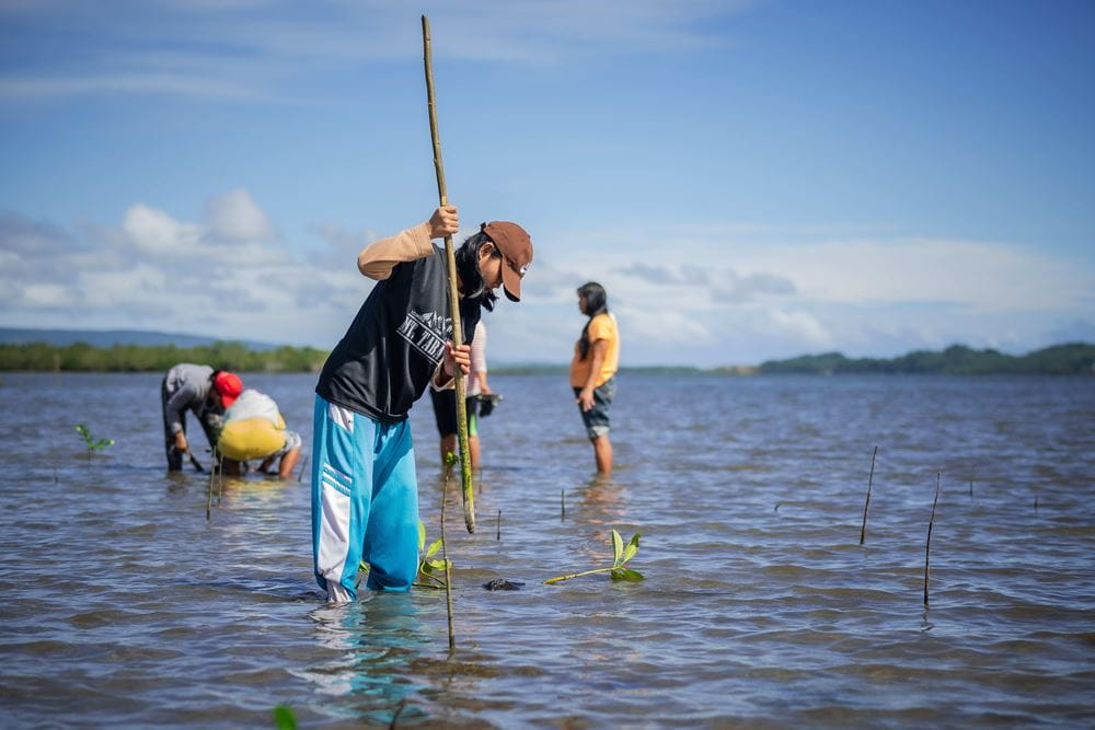 Projektteilnehmerinnen pflanzen junge Mangroven im Wasser, um den Mangrovenwald aufzuforsten (Quelle: Jakob Studnar) Projektteilnehmerinnen pflanzen junge Mangroven im Wasser, um den Mangrovenwald aufzuforsten (Quelle: Jakob Studnar)