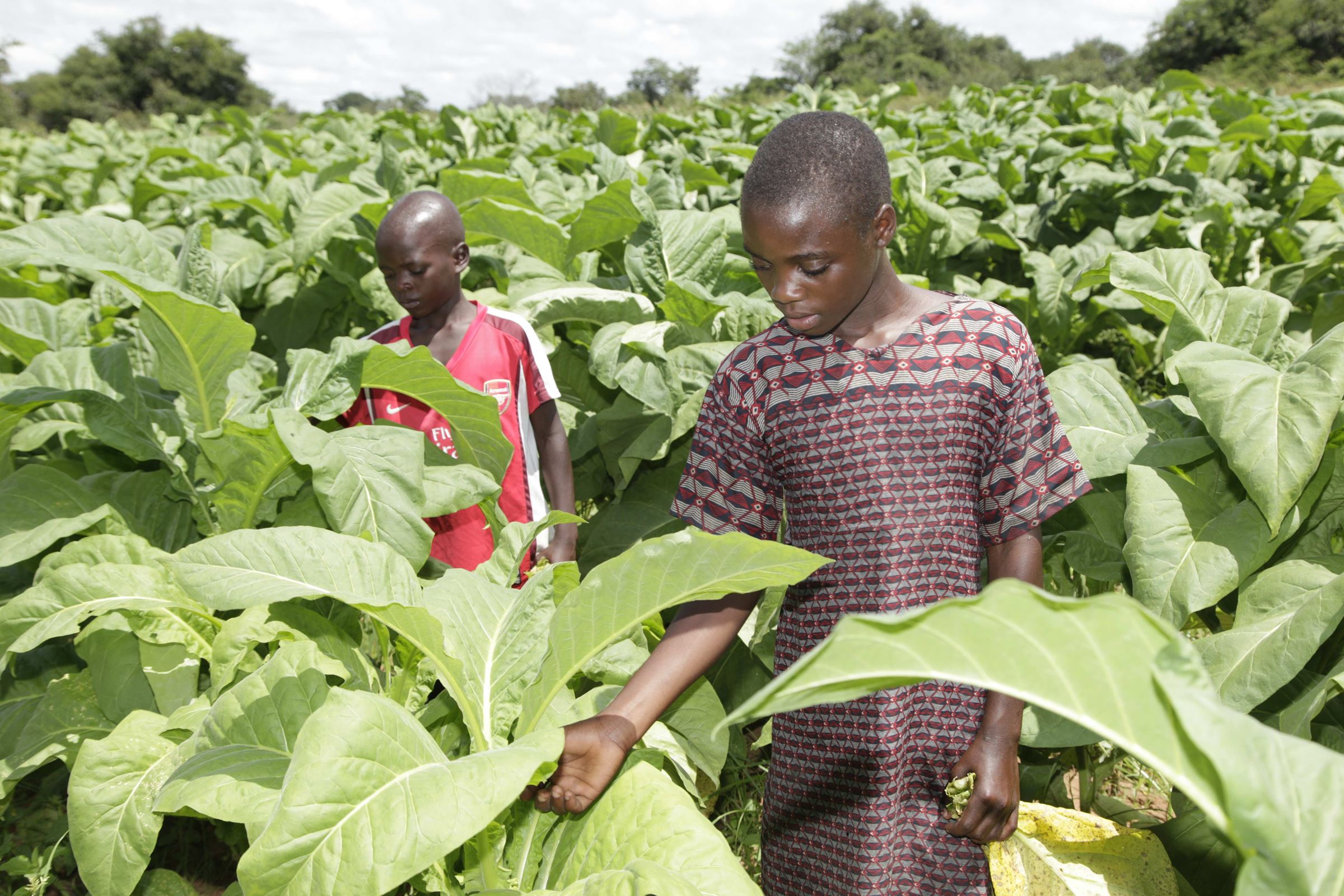 Sambia, Mädchen und  Junge auf einer Tabakplantage schauen nach unten, fassen Blätter an (Quelle: Christian Hermanny)