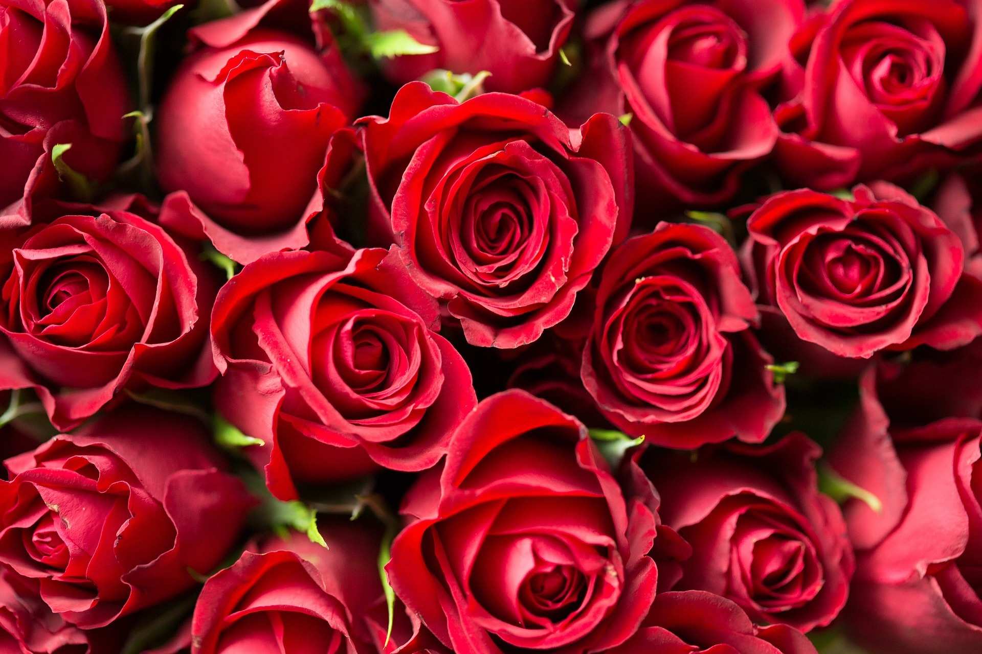 Rosen zum Valentinstag (Quelle: Pixabay)