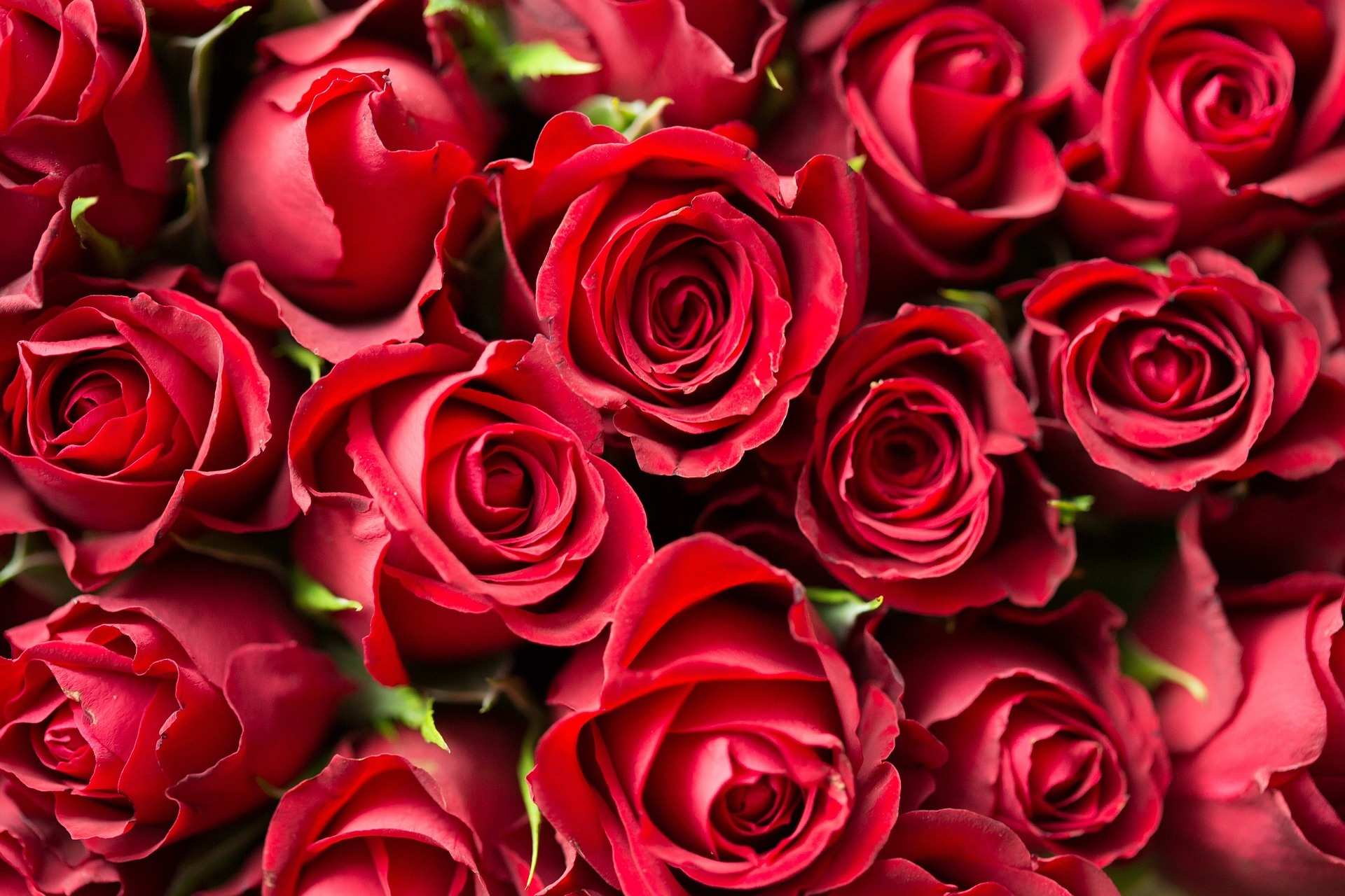 Rosen zum Valentinstag (Quelle: Pixabay) Rosen zum Valentinstag (Quelle: Pixabay)