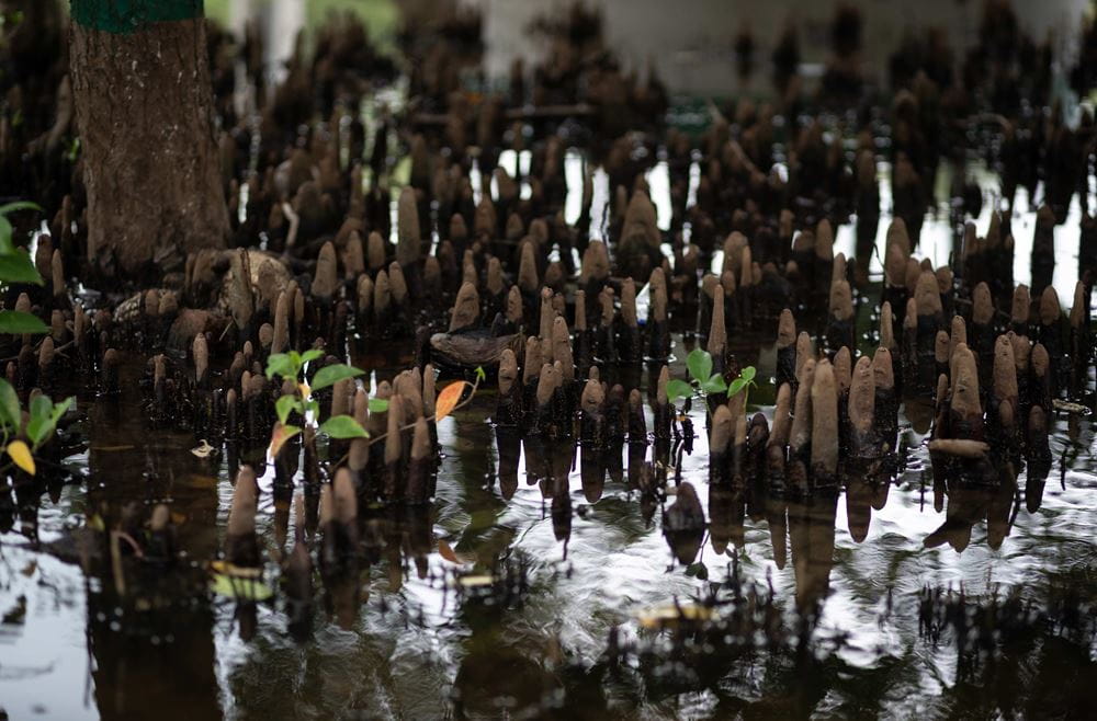 Bangladesch: Mangroven in den Sundabarns (Quelle: Lars Heidrich)