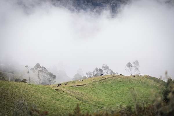 Kuh- und Schafsweide auf fast 4 000 Metern Höhe in den Wolken (Quelle: martin Bondzio)