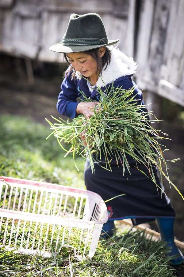 Ein Mädchen hat Gras für die Kaninchen geschnitten und legt es in einen Korb (Quelle: Martin Bondzio)
