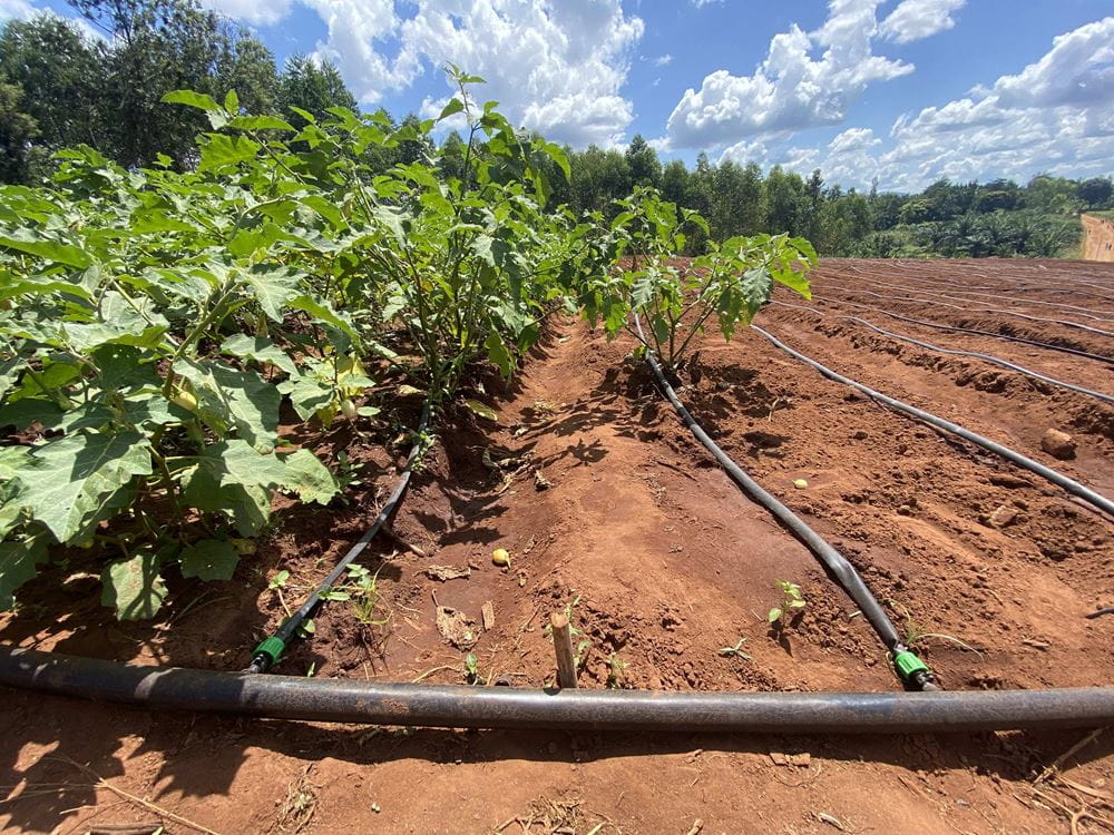 Anbau der Mitglieder der Selbsthilfegruppe in Burundi (Quelle: Helena Dietz) Anbau der Mitglieder der Selbsthilfegruppe in Burundi (Quelle: Helena Dietz)
