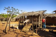 Wir schulen die Familien in Haltung und Zucht von Nutztieren. (Foto: Christian O. Bruch) Abbildung Ziege