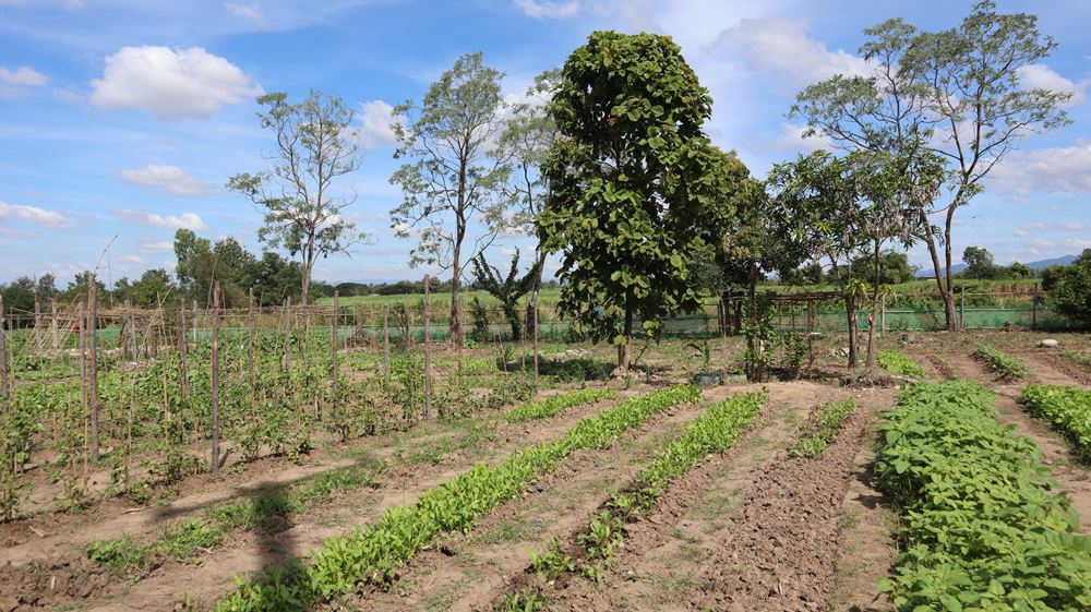 Thailand: Ein Feld mit Gemüse und Bäumen (Quelle: Alicia Mankel)