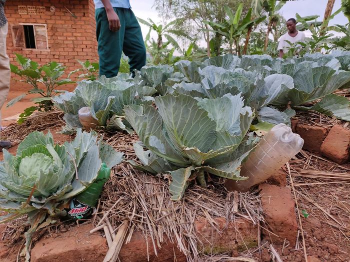 Kohlköpfe im Garten eines Farmschülers. (Quelle: Katharina Drzisga) Kohlköpfe im Garten eines Farmschülers. (Quelle: Katharina Drzisga)
