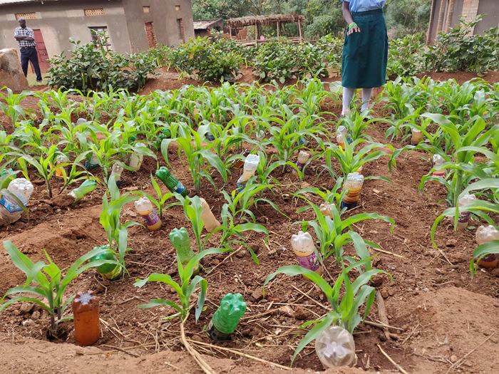 Ein Feld in einer Farmschule, das mit einfachen Maßnahmen bewässert wird. (Quelle: Katharina Drzisga) Ein Feld in einer Farmschule, das mit einfachen Maßnahmen bewässert wird. (Quelle: Katharina Drzisga)