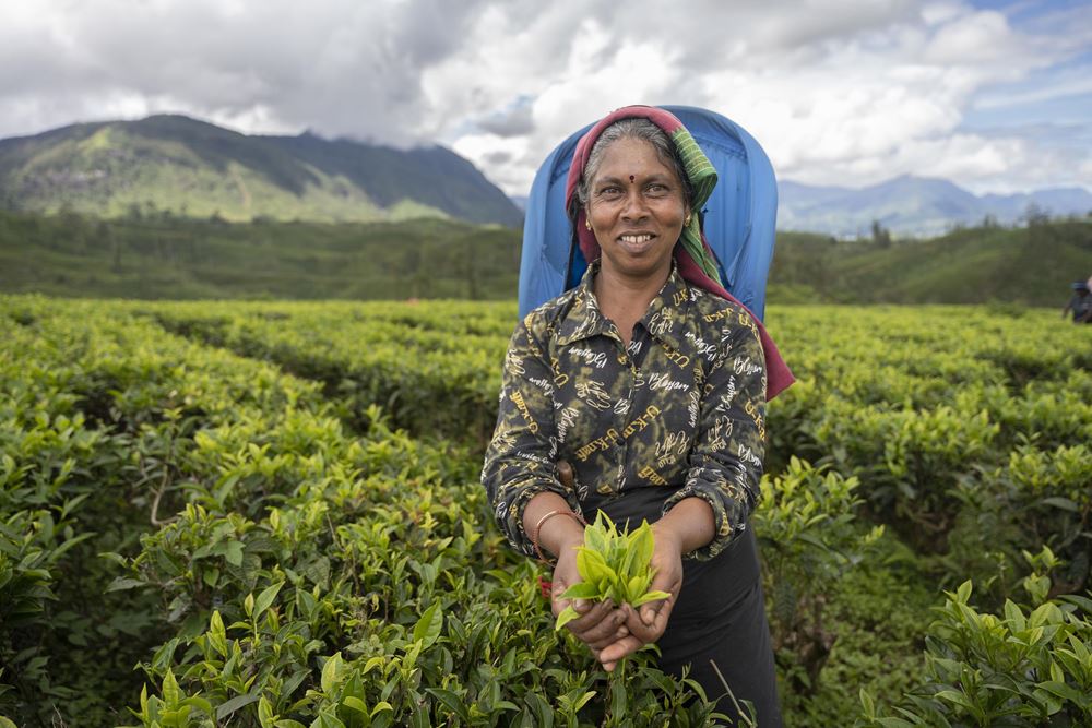 Eine Teepflückerin auf einer Plantage, sie hält ein Büschel Teeblätter in den Händen (Quelle: Christian Nusch)