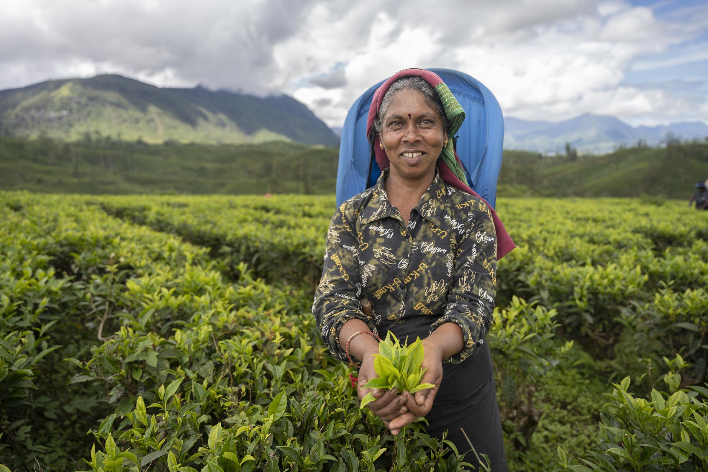 Eine Teepflückerin auf einer Plantage, sie hält ein Büschel Teeblätter in den Händen (Quelle: Christian Nusch) Eine Teepflückerin auf einer Plantage, sie hält ein Büschel Teeblätter in den Händen (Quelle: Christian Nusch)