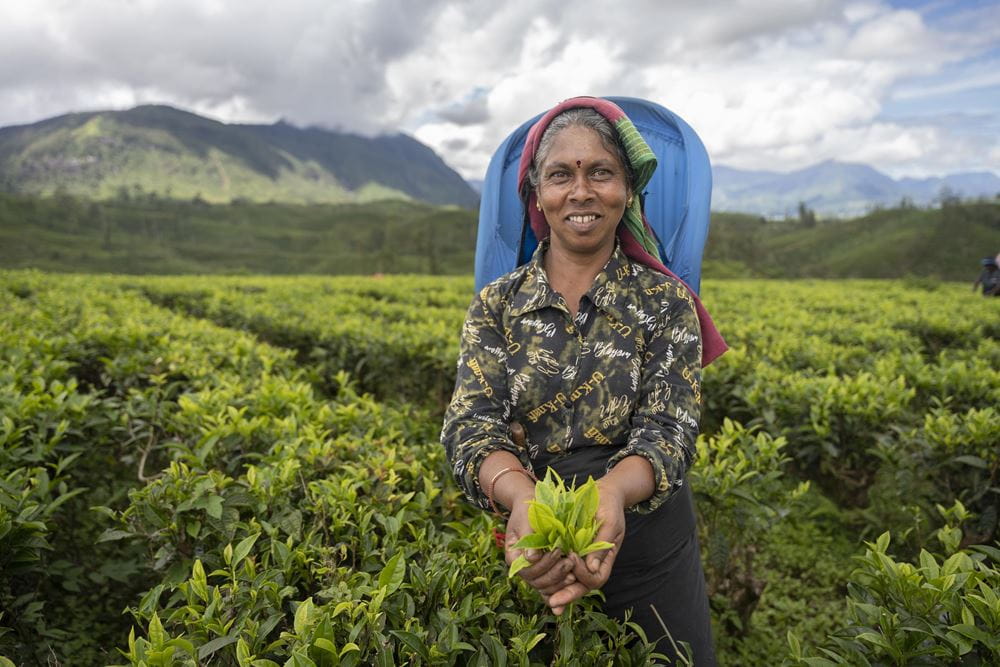 Eine Teepflückerin auf einer Plantage, sie hält ein Büschel Teeblätter in den Händen (Quelle: Christian Nusch) Eine Teepflückerin auf einer Plantage, sie hält ein Büschel Teeblätter in den Händen (Quelle: Christian Nusch)