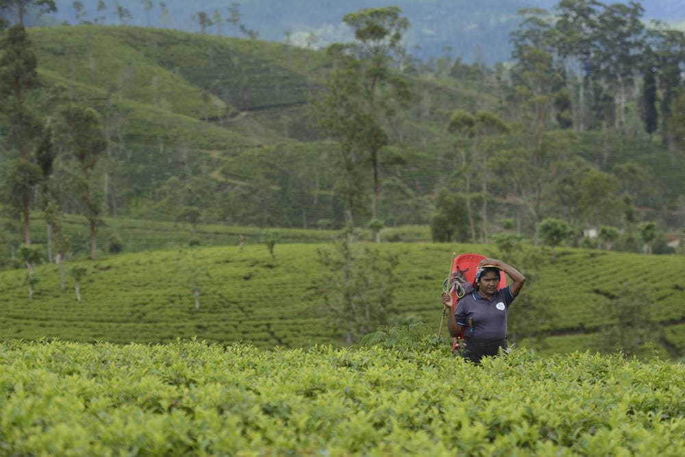 Eine Teepflückerin auf einer Teeplantage (Quelle: Christian Nusch)