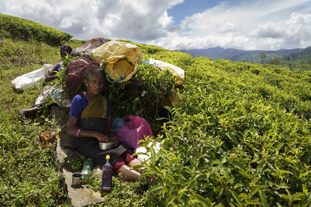 Eine Teepflückerin sucht Schatten und macht Pause
Sri Lanka: PRojekt 24231 Tea Leaf Vision - Reise Nickoleit/Nusch 2023 Eine Teepflückerin sucht Schatten und macht Pause
Sri Lanka: PRojekt 24231 Tea Leaf Vision - Reise Nickoleit/Nusch 2023