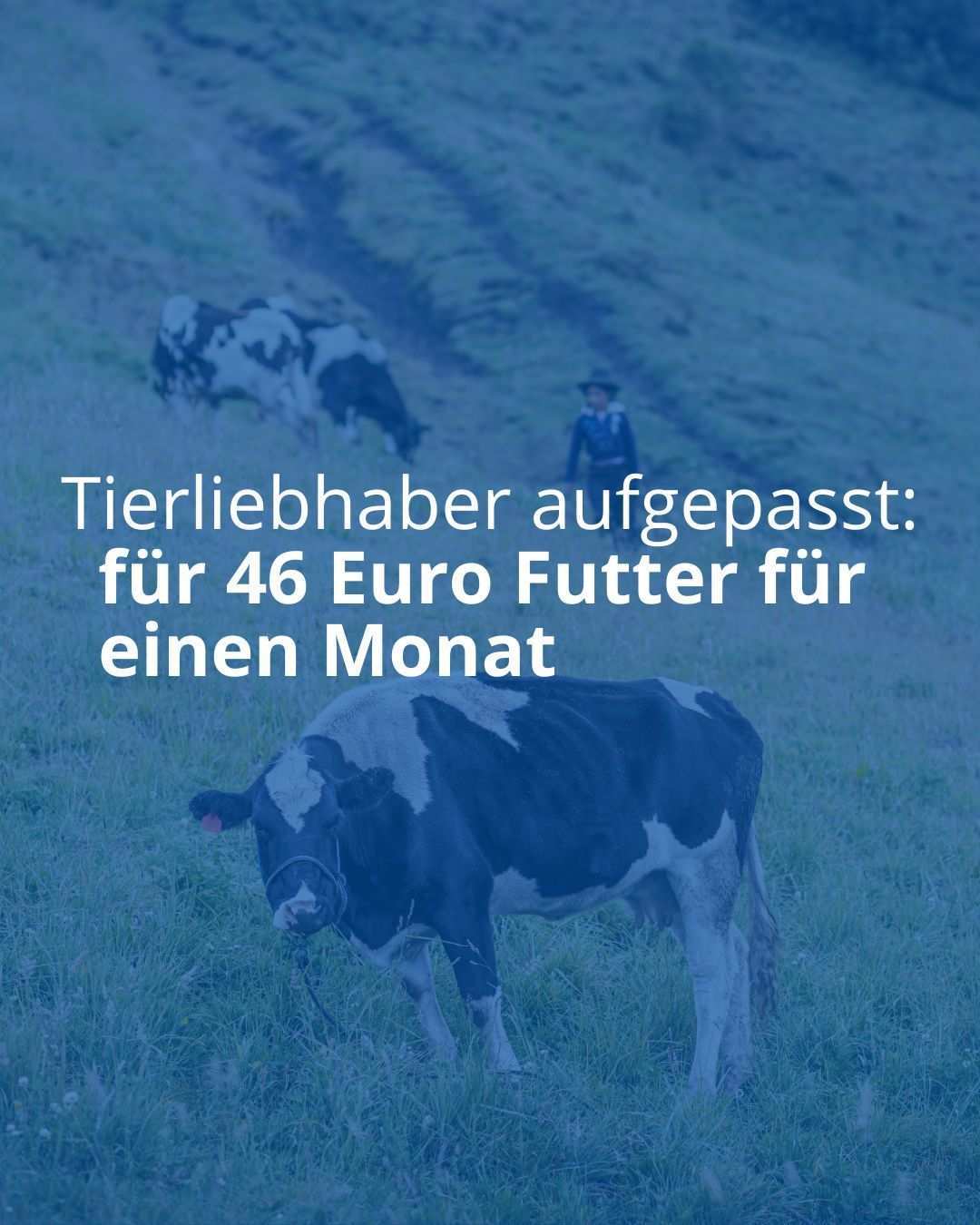 Du kannst mit deiner Spende die Tiere einer Familie aus unseren Projekten für einen Monat lang mit Futter versorgen.