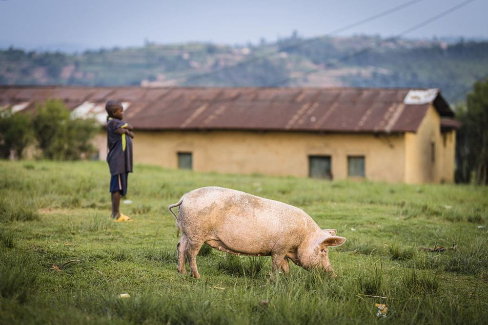 Ein Schwein grast auf einer Wiese (Quelle: Martin Bondzio) Ein Schwein grast auf einer Wiese (Quelle: Martin Bondzio)