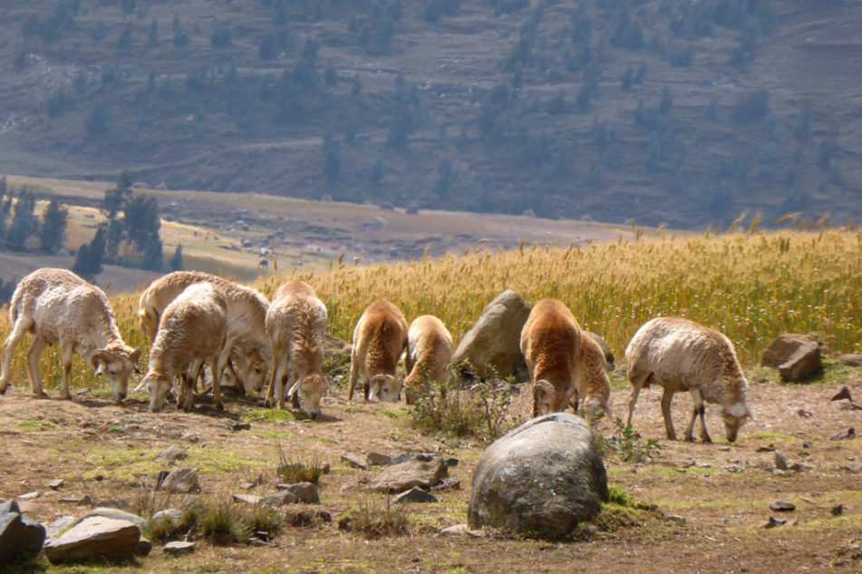 Eine Schafsherde in der Natur (Quelle: Kindernothilfe) Eine Schafsherde in der Natur (Quelle: Kindernothilfe)