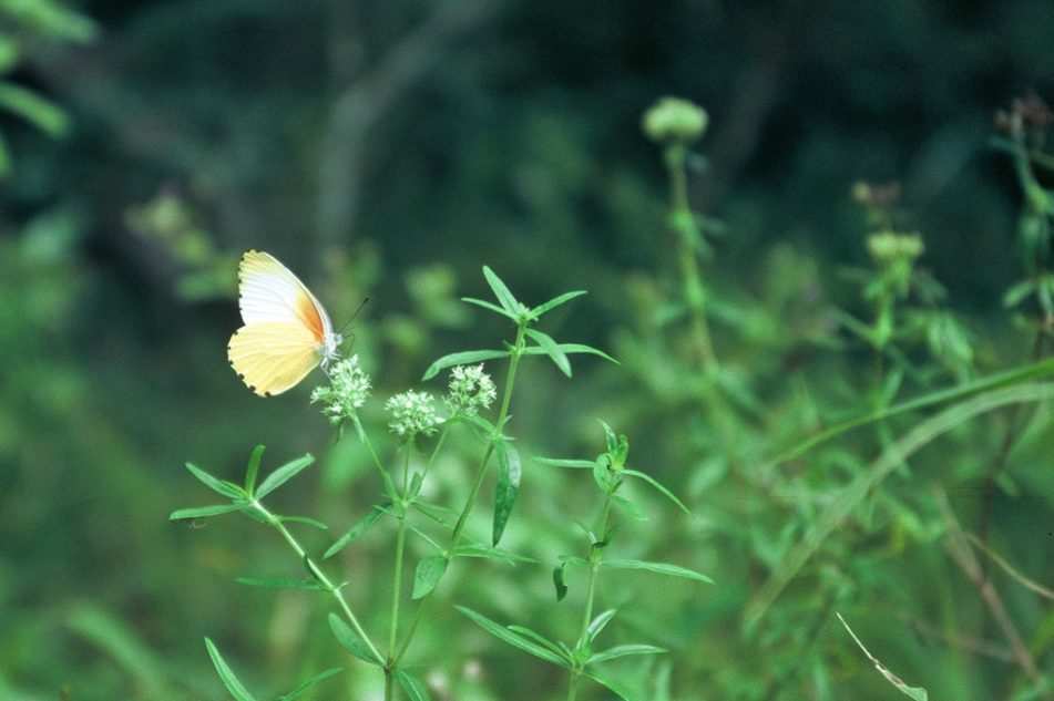 Schmetterling in der Natur (Quelle: Kindernothilfe) Schmetterling in der Natur (Quelle: Kindernothilfe)