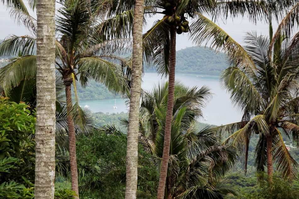 Vom Taifun bewegte Palmen (Quelle: Kindernothilfe) Vom Taifun bewegte Palmen (Quelle: Kindernothilfe)