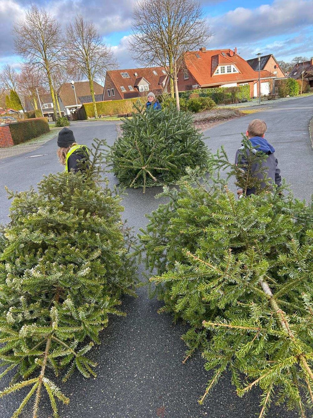 Drei Jugendliche ziehen große Weihnachtsbäume über die Straße (Quelle: privat) Drei Jugendliche ziehen große Weihnachtsbäume über die Straße (Quelle: privat)