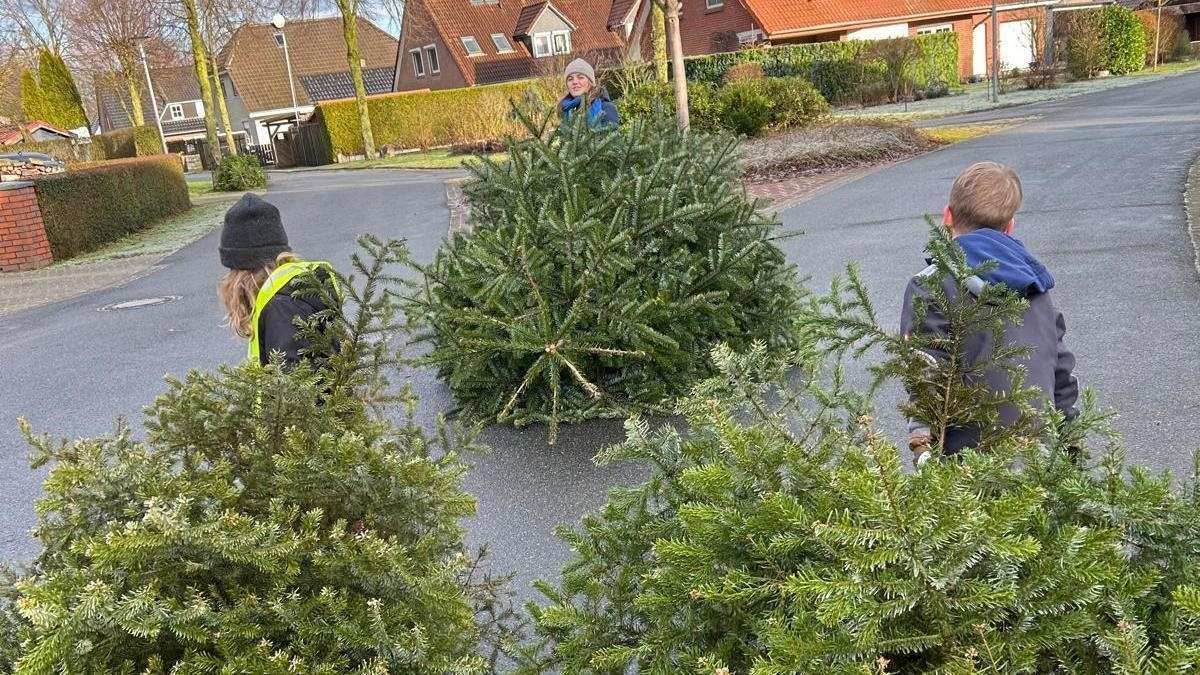 Drei Weihnachtsbäume werden über die Straße gezogen (Quelle: privat)