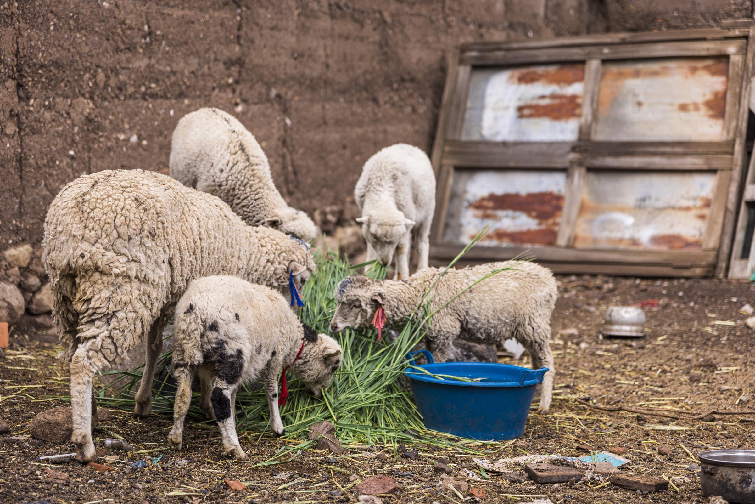 Schafe bei der Fütterung (Quelle: Kindernothilfe)