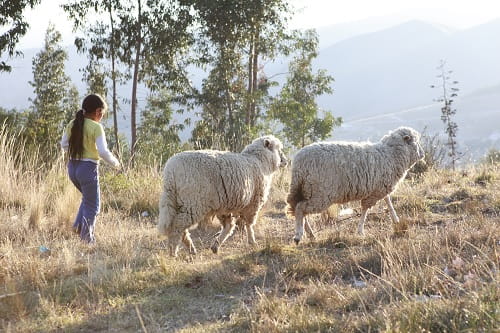 Ein Mädchen aus Peru mit zwei Schafen (Quelle: Christian Herrmanny/Kindernothilfe) Ein Mädchen aus Peru mit zwei Schafen (Quelle: Christian Herrmanny/Kindernothilfe)
