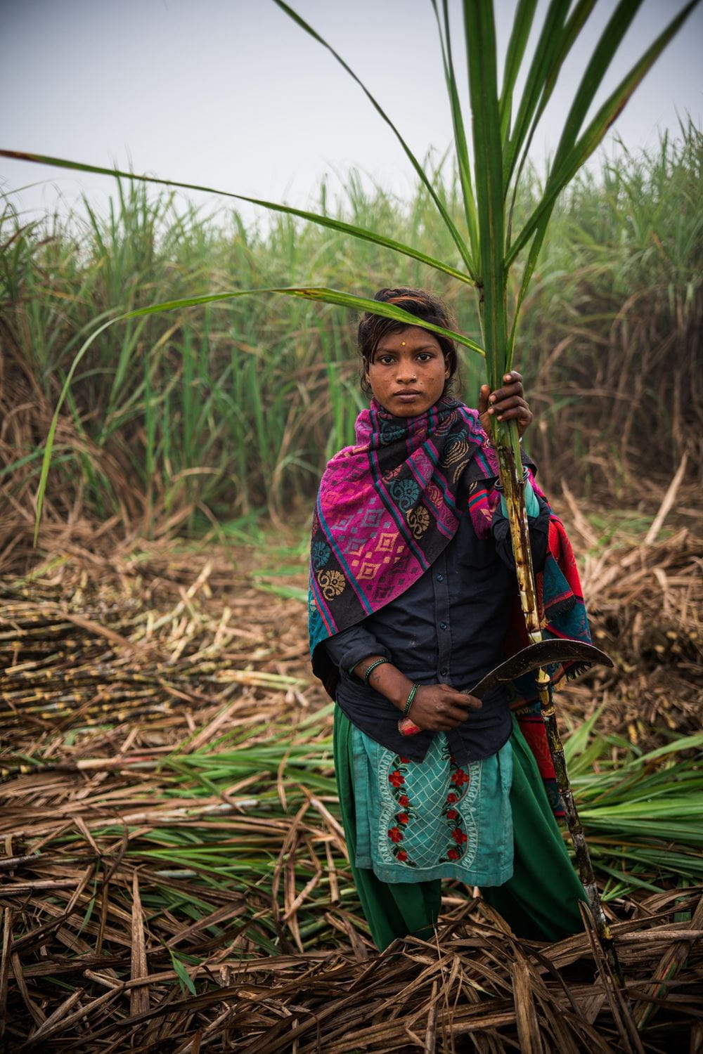 Die 14-Jährige Tara erntet und bearbeitet Zuckerrohrpflanzen mit einer Sichel (Quelle: Kindernothilfe) Die 14-Jährige Tara erntet und bearbeitet Zuckerrohrpflanzen mit einer Sichel (Quelle: Kindernothilfe)