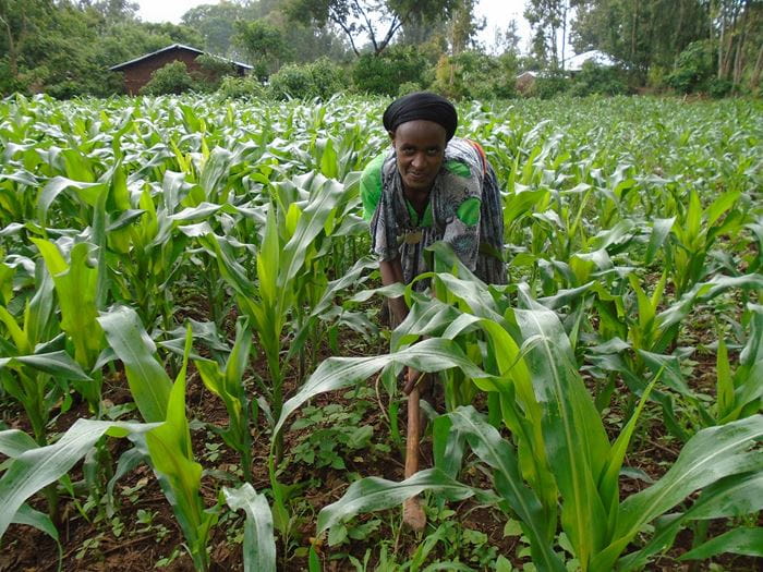 Eine Frau aus Äthiopien auf ihrem Maisfeld. (Quelle: Martin Bondzio)