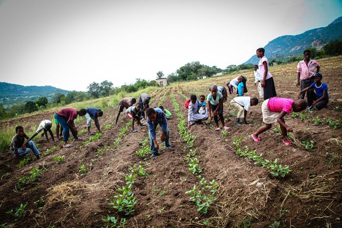 Kinder bei der Feldarbeit in Sidlangatsini (Foto: Ralf Krämer) Kinder bei der Feldarbeit in Sidlangatsini (Foto: Ralf Krämer)