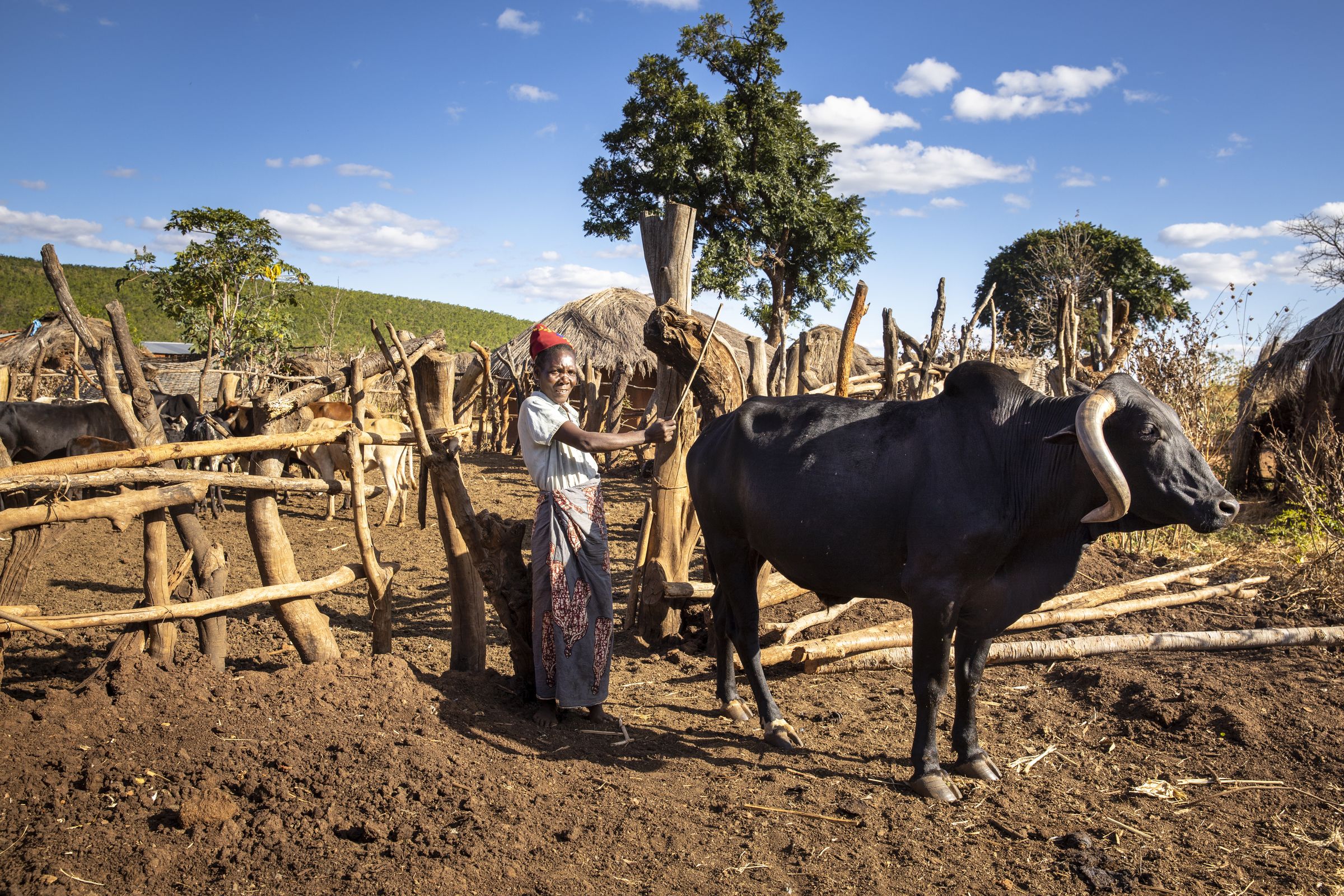 Eine Frau steht mit einem Ochsen auf einem Feld. (Quelle: Christian O. Bruch)