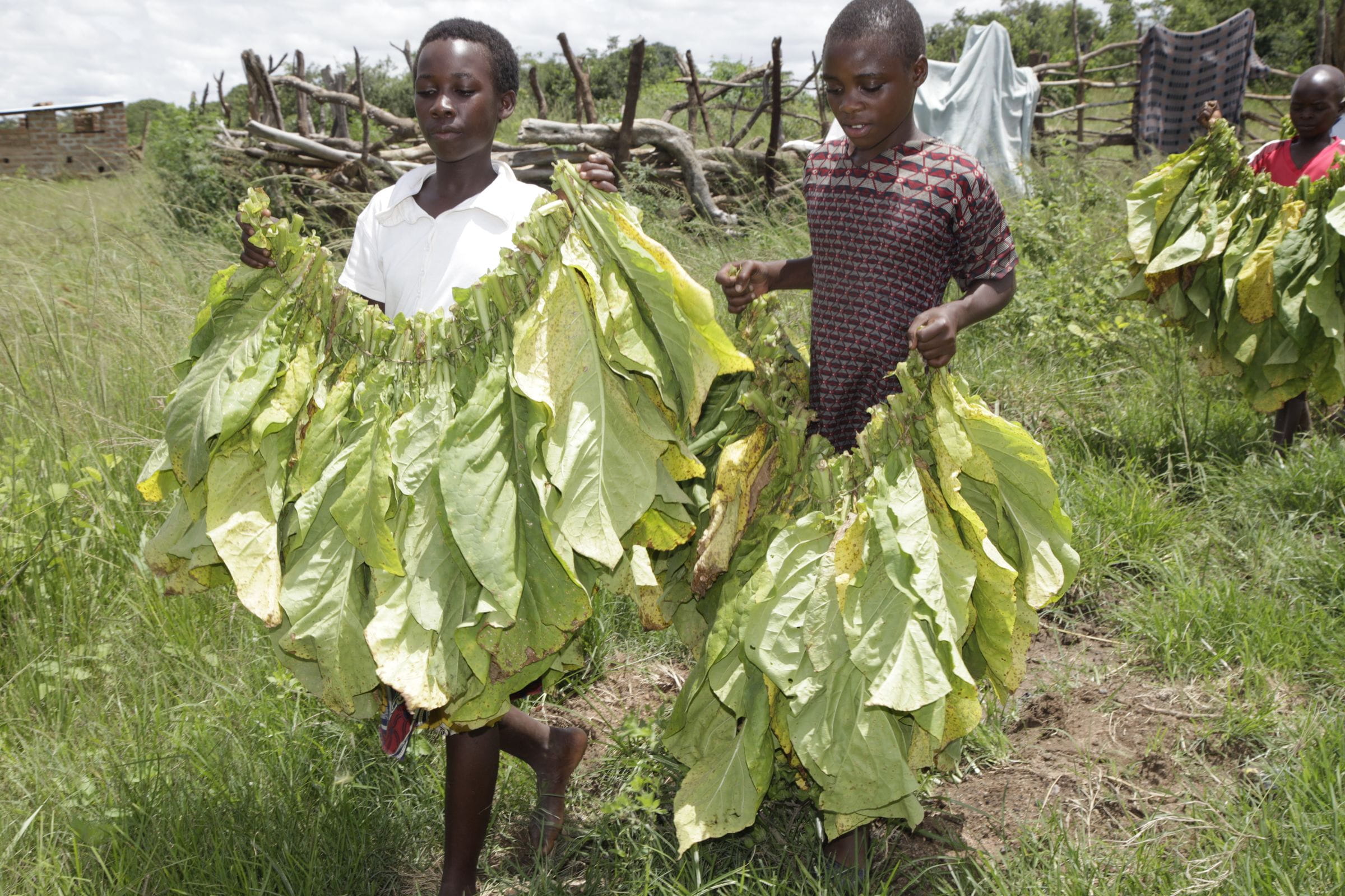 Zwei Kinder, die auf einer Tabakplantage arbeiten, halten Tabakpflanzen in den Händen. (Quelle: Christian Herrmanny)