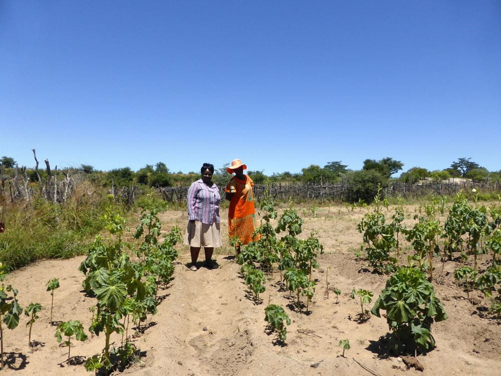 Zwei Frauen in Simbabwe bei der Feldarbeit. (Quelle: Karl Pfahler)