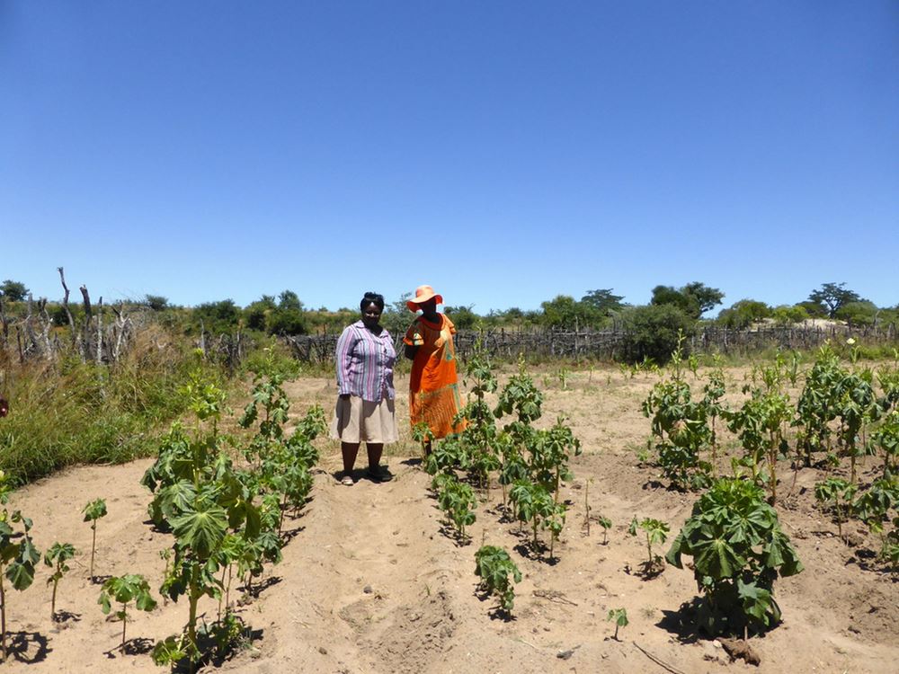 Zwei Frauen in Simbabwe bei der Feldarbeit. (Quelle: Karl Pfahler) Zwei Frauen in Simbabwe bei der Feldarbeit. (Quelle: Karl Pfahler)