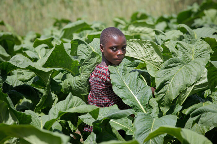 Ein Junge steht in einem Tabakfeld (Quelle: Christian Herrmanny)