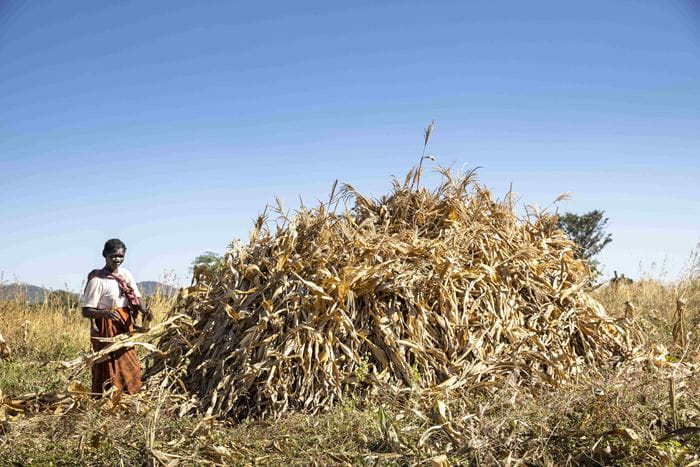 Eine Frau aus Sambia auf ihrem Maisfeld. (Quelle: Christian O. Bruch)