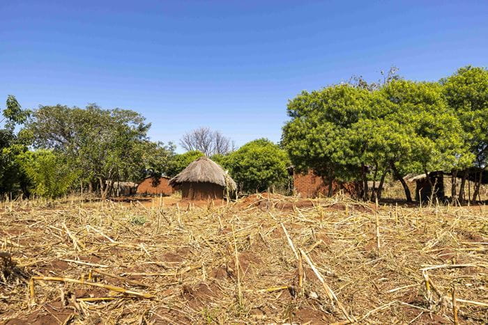 Ein Feld in Sambia (Quelle: Christian O. Bruch)