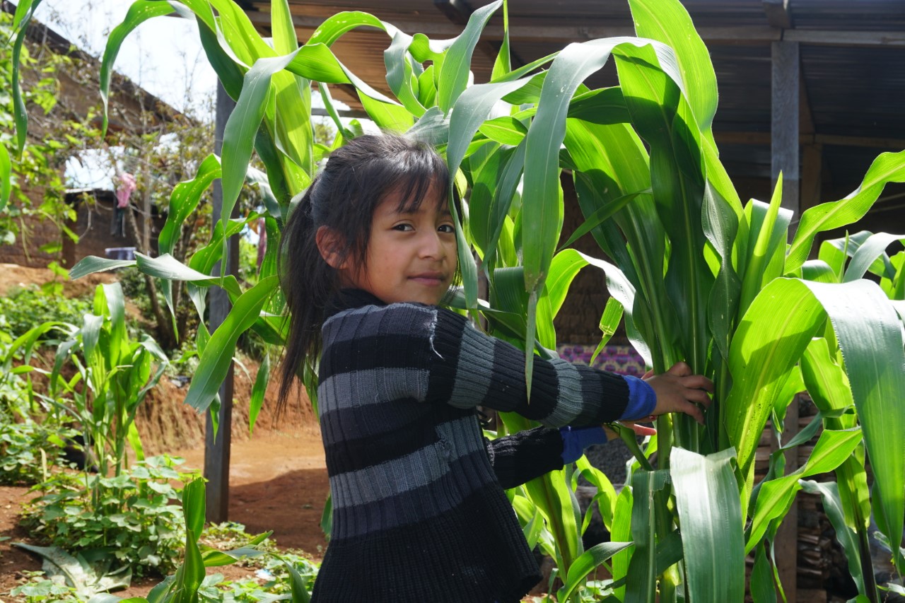 Merima, ein Mädchen aus Guatemala, steht neben einer Maispflanze. (Quelle: Kindernothilfe-Partner)