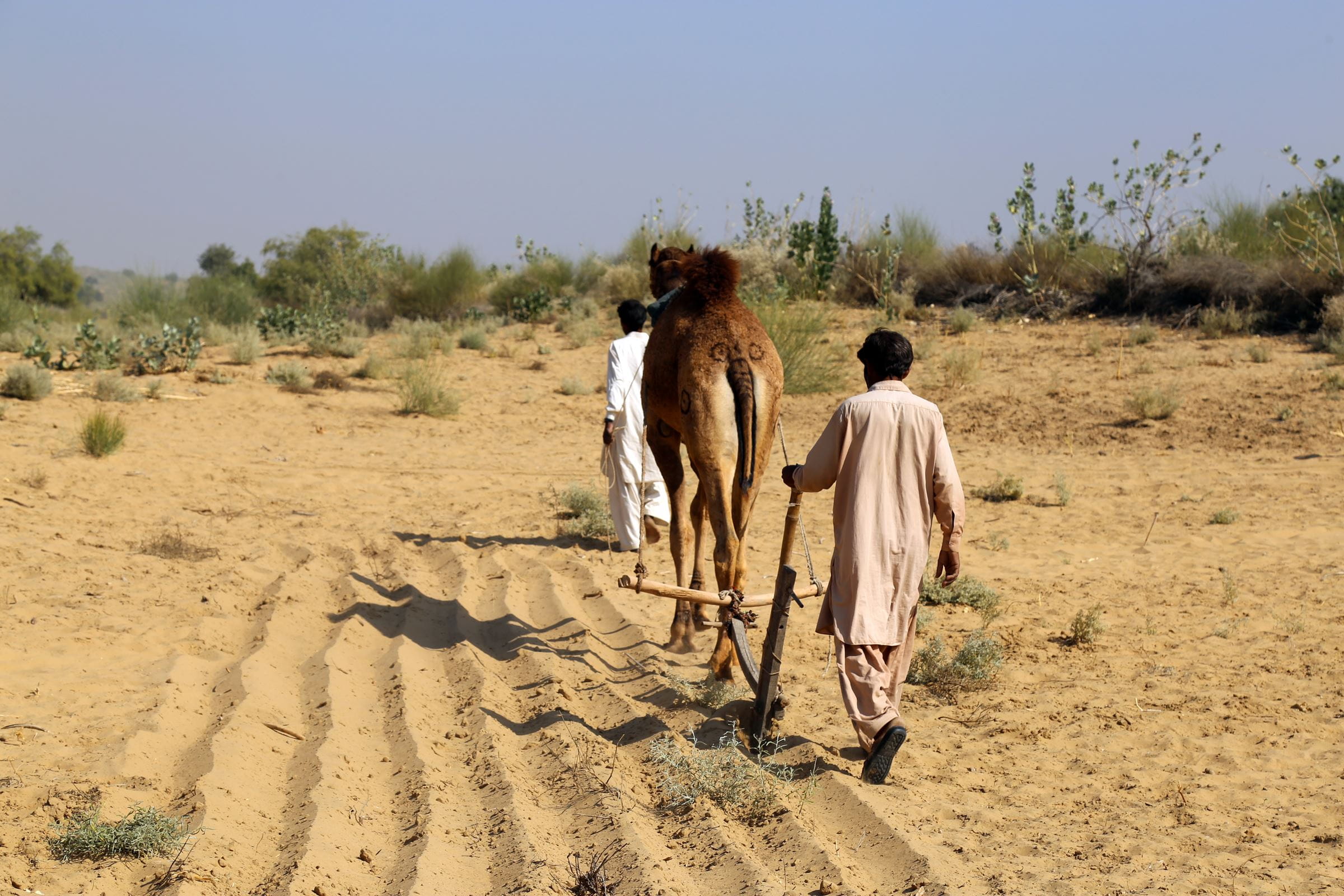 Zwei Männer führen ein Kamel über ein sandiges Feld. (Quelle: Christine Idems)