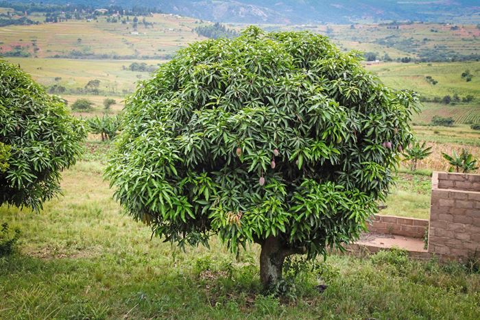 Reportage: "Eswatini: Eine Frau startet erfolgreich durch" Foto eines Mangobaums (Quelle: Ralf Krämer, Kindernothilfe)