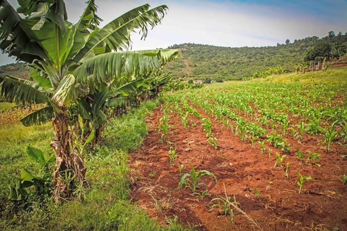 Reportage: "Eswatini: Eine Frau startet erfolgreich durch" Foto eines Felds (Quelle: Ralf Krämer, Kindernothilfe) Reportage: "Eswatini: Eine Frau startet erfolgreich durch" Foto eines Felds (Quelle: Ralf Krämer, Kindernothilfe)