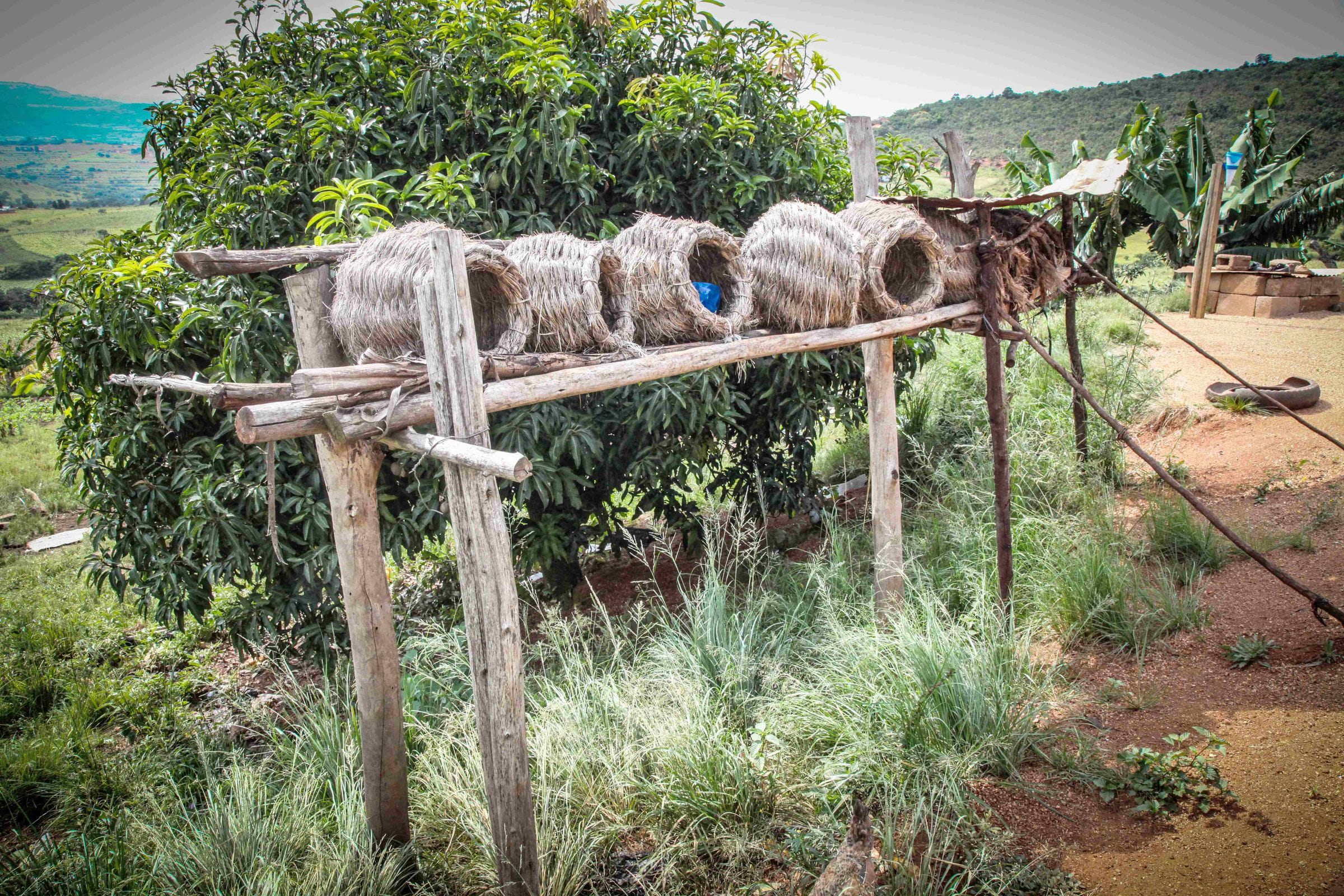 Reportage: "Eswatini: Eine Frau startet erfolgreich durch" Foto eines Hühnerstalls aus Körben (Quelle: Ralf Krämer, Kindernothilfe)