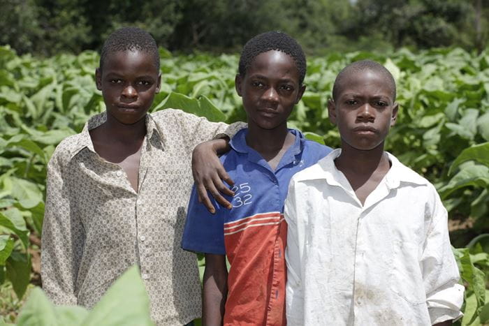 Reportage Sambia: "Ich mache nichts, außer zu arbeiten."; Foto: Drei Kinder nebeneinander vor Tabakfeld (Quelle: Christian Herrmanny / Kindernothilfe)