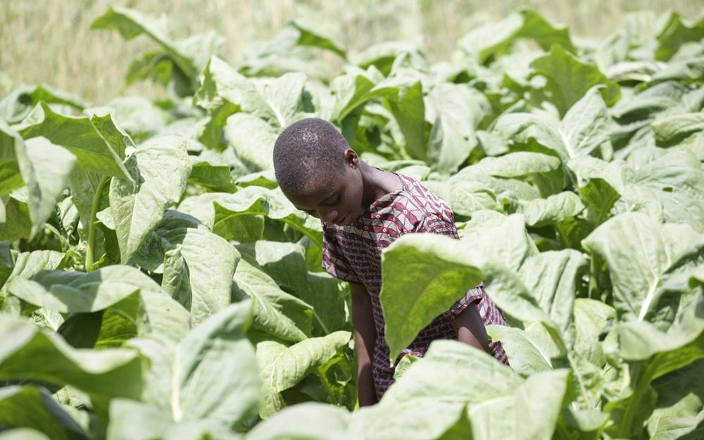 Reportage Sambia: "Ich mache nichts, außer zu arbeiten."; Foto: Kind bei der Arbeit im Tabakfeld (Quelle: Christian Herrmanny / Kindernothilfe)