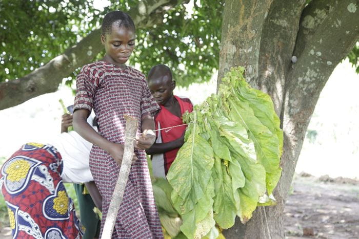Reportage Sambia: "Ich mache nichts, außer zu arbeiten."; Foto: Kinder hängen Tabakblätter auf (Quelle: Christian Herrmanny / Kindernothilfe)