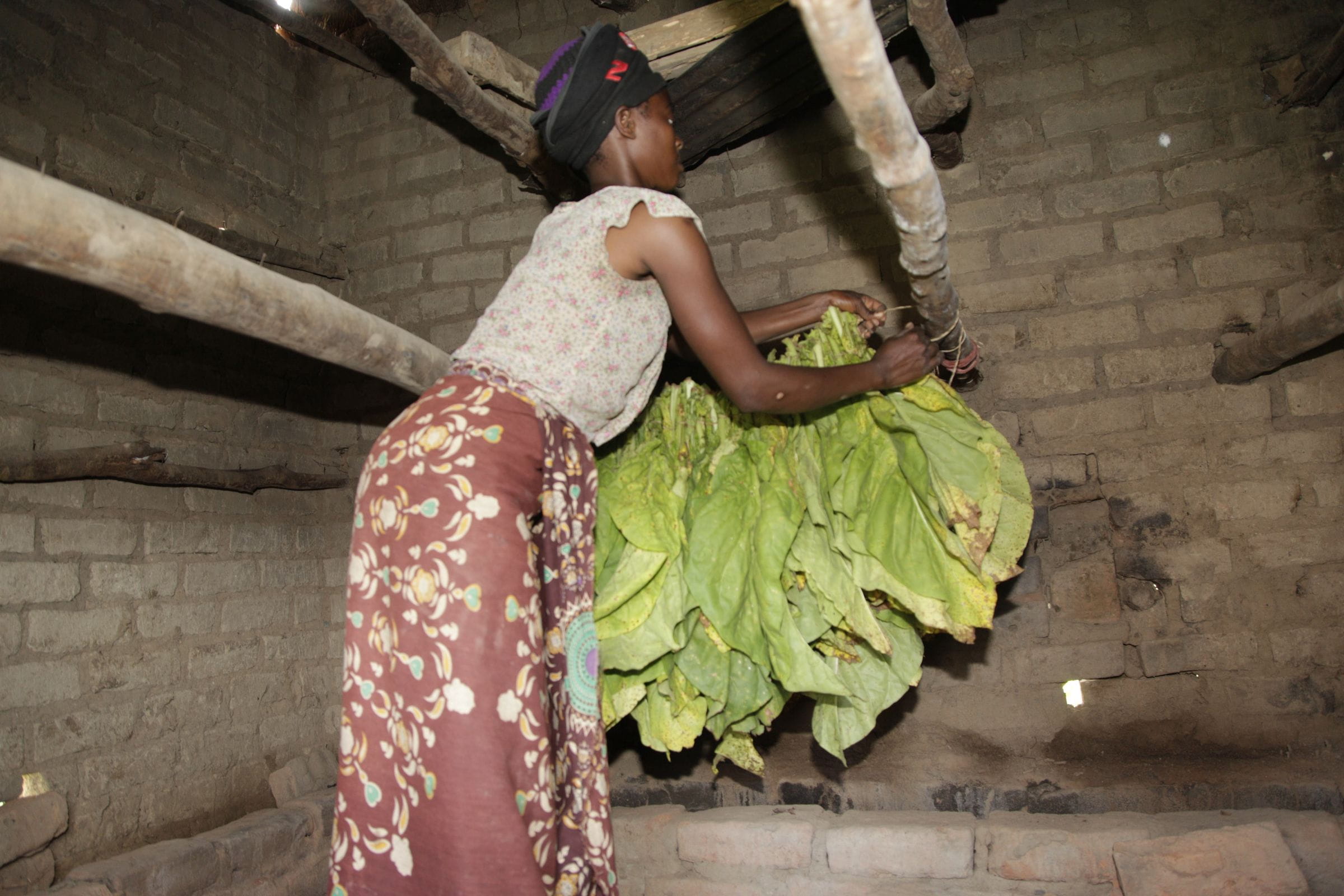 Reportage Sambia: "Ich mache nichts, außer zu arbeiten."; Foto: Arbeiterin hängt Tabakblätter auf (Quelle: Christian Herrmanny / Kindernothilfe)