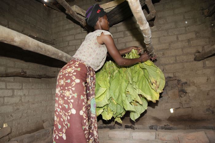 Reportage Sambia: "Ich mache nichts, außer zu arbeiten."; Foto: Arbeiterin hängt Tabakblätter auf (Quelle: Christian Herrmanny / Kindernothilfe) Reportage Sambia: "Ich mache nichts, außer zu arbeiten."; Foto: Arbeiterin hängt Tabakblätter auf (Quelle: Christian Herrmanny / Kindernothilfe)